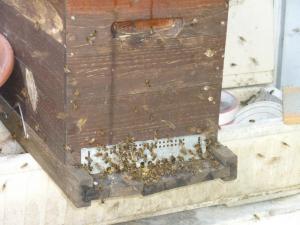 Le 02 novembre 2012 abeille-larressingle-gers-1-1.jpg