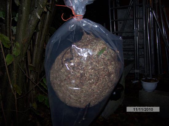 Le nid pendu à l'arbre dans une poche hermetique