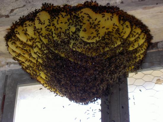 Admire le spectacle des abeilles