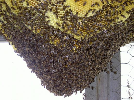 Admire le spectacle des abeilles