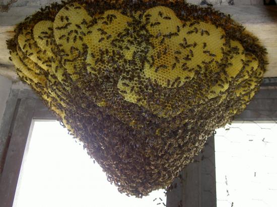 Admire le spectacle des abeilles