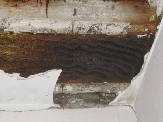 07 nov 2010 attaque massive du frelon d'Asie