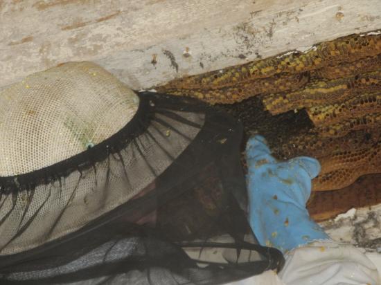 différentes phases de l'extraction de la colonie d'abeille