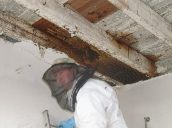 différentes phases de l'extraction de la colonie d'abeille