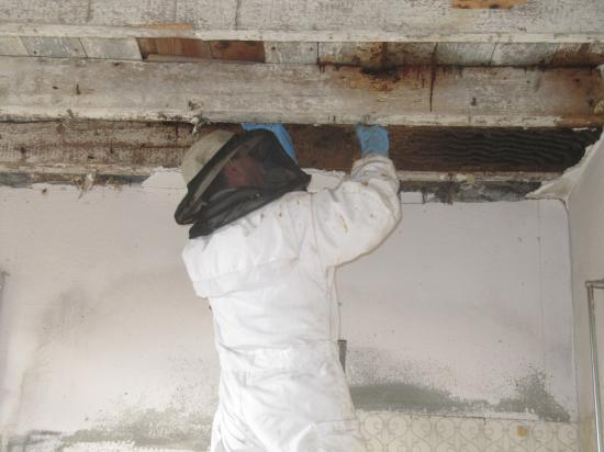 différentes phases de l'extraction de la colonie d'abeille