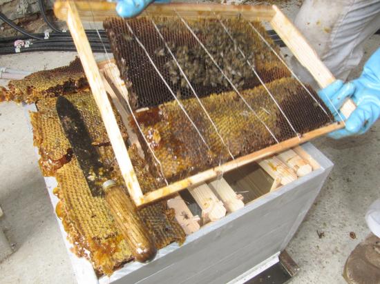 Présentation du cadre avant l'introduction dans la ruche