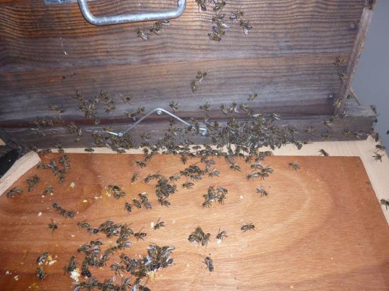 Vue sur la table de découpe du couvain