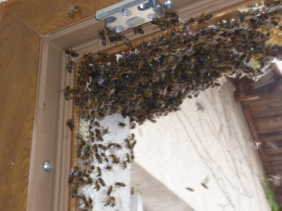 Lycée Professionnel de l'hermitage colonie d'abeille entre volet et fenêtre d'une chambre