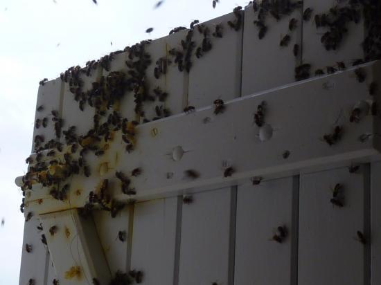 Quelle ressource nos abeilles