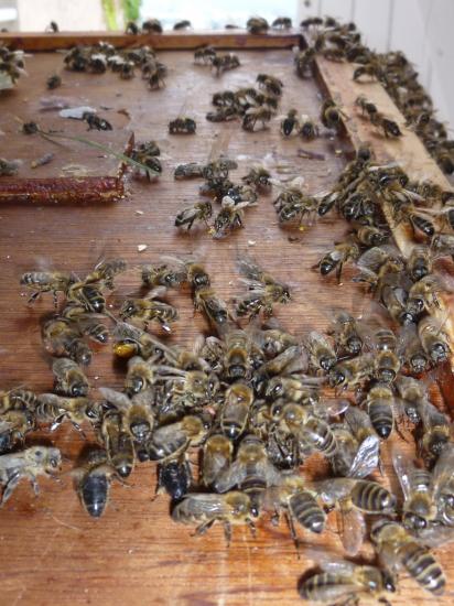  Vue d'un paquet d'abeille