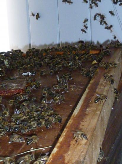 Sur le côté progression des abeilles sur le dessus