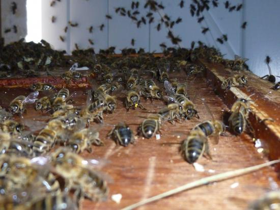 Abeilles en mouvement sur le couvre cadre