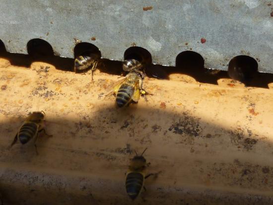 Le passage sous les voûtes de la ruche.