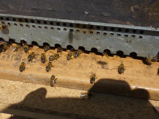 Rassemblement des abeilles sur la planche d'envole.