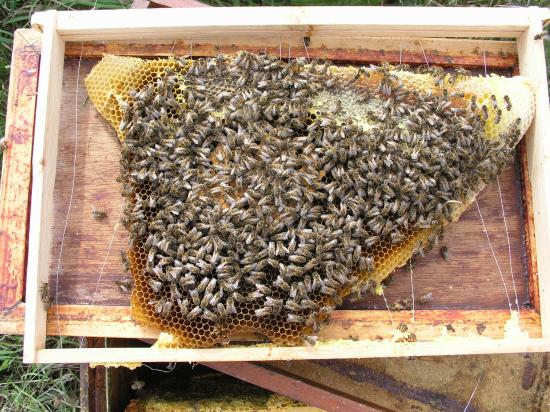 Intervention et positionnement sur le cadre le couvain avec les abeilles