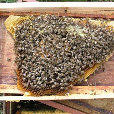 Village de Bruch dans le 47 deux colonies d'abeilles