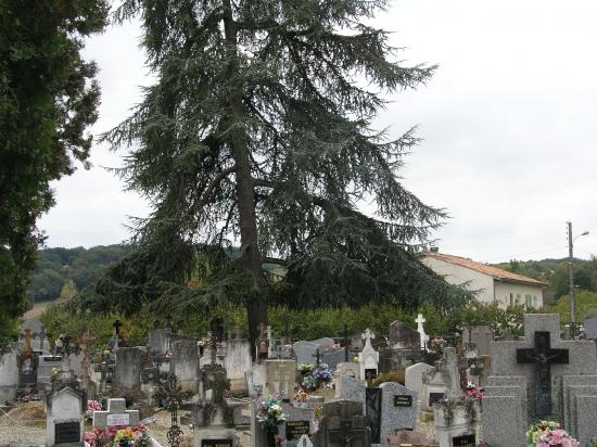 Dans le cimetière de Bruch dans un cèdre