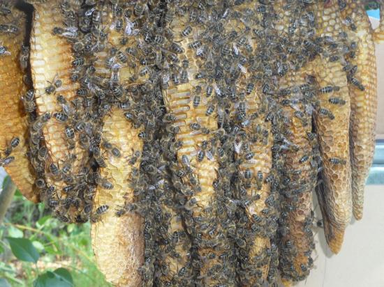 Zomm de côté colonie environs 50 mille abeilles, Jolie spectacle merci au couple pour leur colaboration