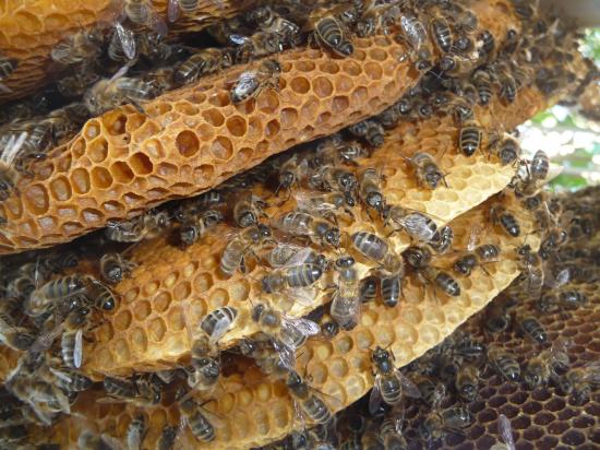 Zomm de dessous de la colonie d'abeille