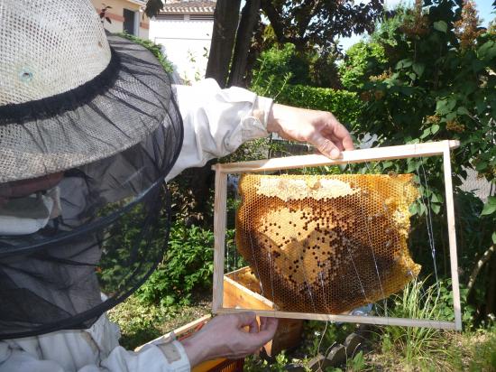 Cire avec couvain sur Cadre Dadant