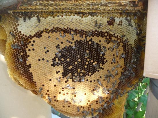 Sous la plaque de béton du compteur d'eau, couvain des futurs abeilles