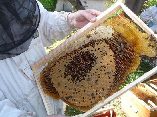 Prise de vue de dessus sortie de l'abeille après la naissance