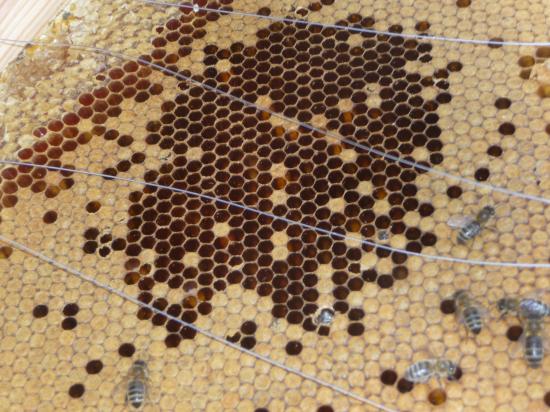 prise de vue de zommé naissance d'une abeille