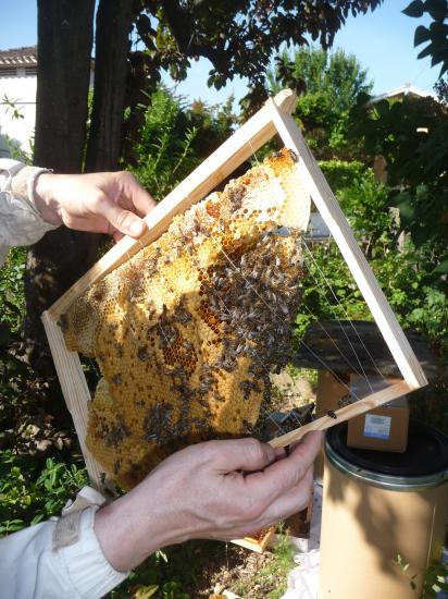 Photo de coupe cire avec une poignée d'abeille