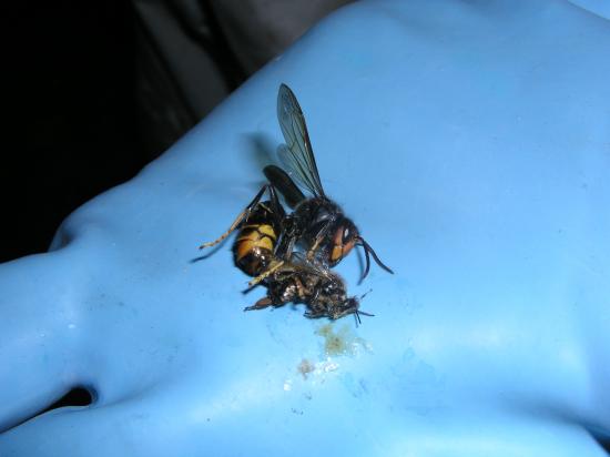 Frelon