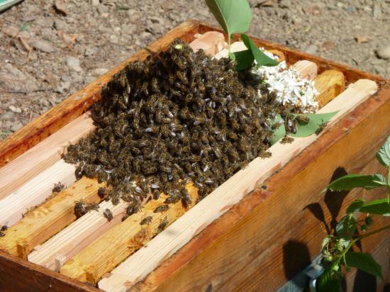 Récupération essaim abeilles à la Préfecture d'Agen (47000) le 26 avril 2011