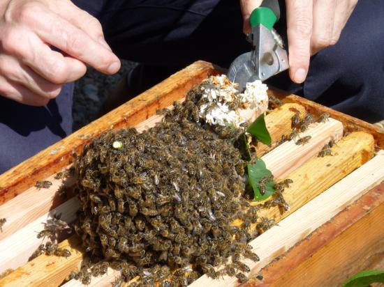 Récupération essaim abeilles à la Préfecture d'Agen (47000) le 26 avril 2011