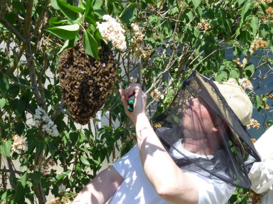 Récupération essaim abeilles à la Préfecture d'Agen (47000) le 26 avril 2011